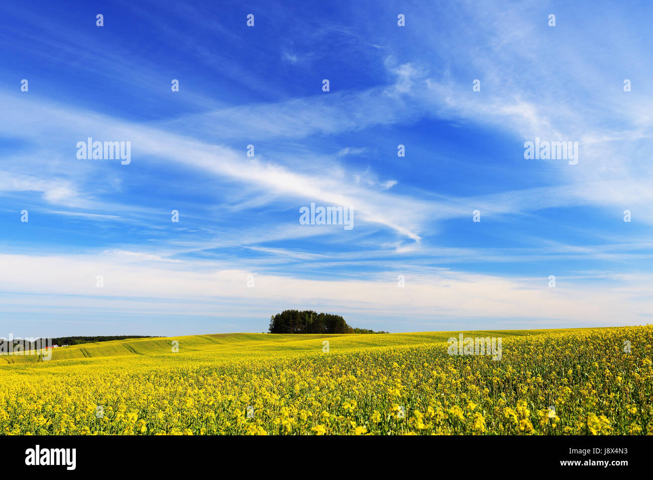 Blu cielo brillanti su campo giallo. Giorno di estate paesaggio. Foto Stock