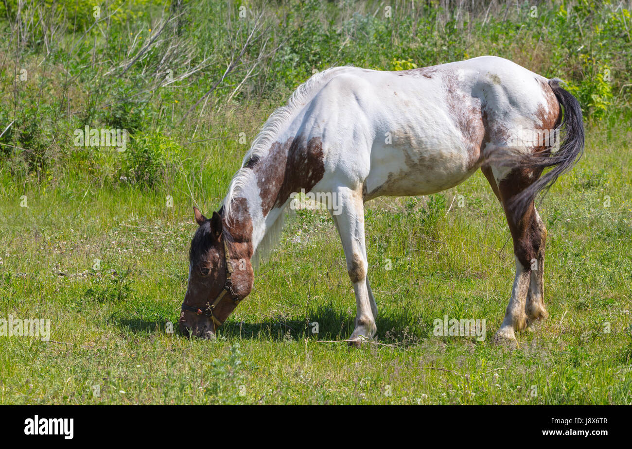 Horse closeup mangiare l'erba verde su pascolo Foto Stock