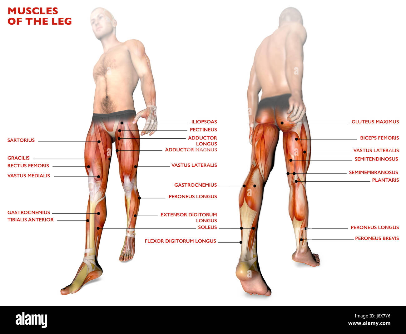 I muscoli delle gambe, corpo umano, anatomia, sistema muscolare. Il rendering 3D Foto Stock