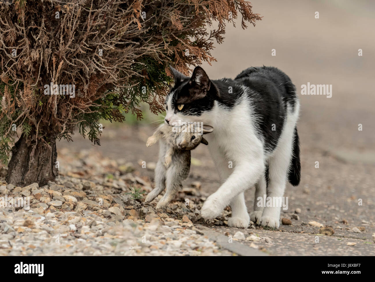 Gatto domestico che trasportano morto un coniglio giovane. Foto Stock