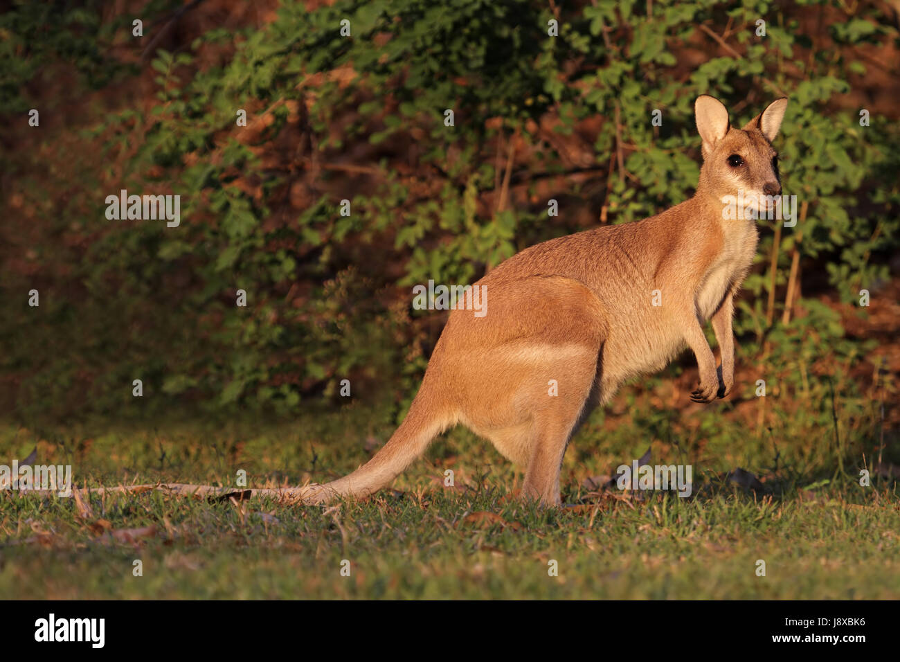 Animale, Australia, fauna selvatica, wallaby, agile, australiano, femmina, park, animale, Foto Stock