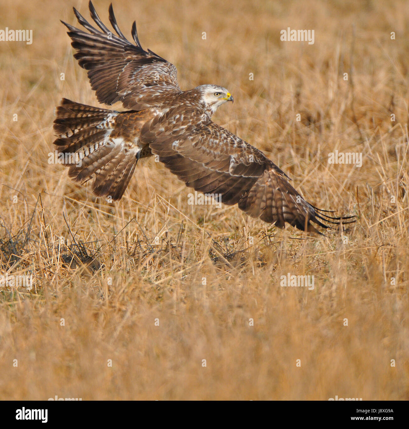 Uccelli, uccelli, raptor, prato, guardando, osservare, guarda, inverno, bird, freddo, Foto Stock