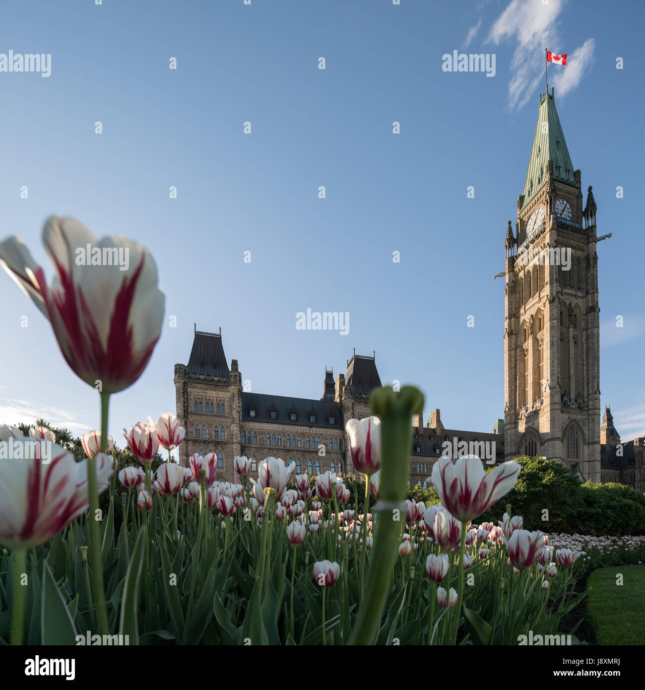 Collina del Parlamento di Ottawa, Canada in un assolato pomeriggio di primavera con il rosso-e-bianco tulipani in primo piano Foto Stock