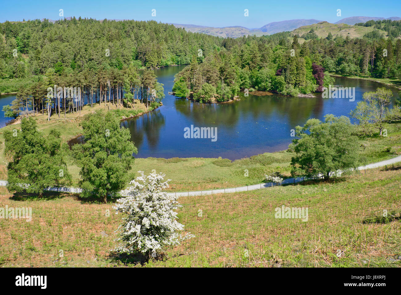 Inghilterra, Cumbria, Lake District inglese, Tarn Hows. Foto Stock