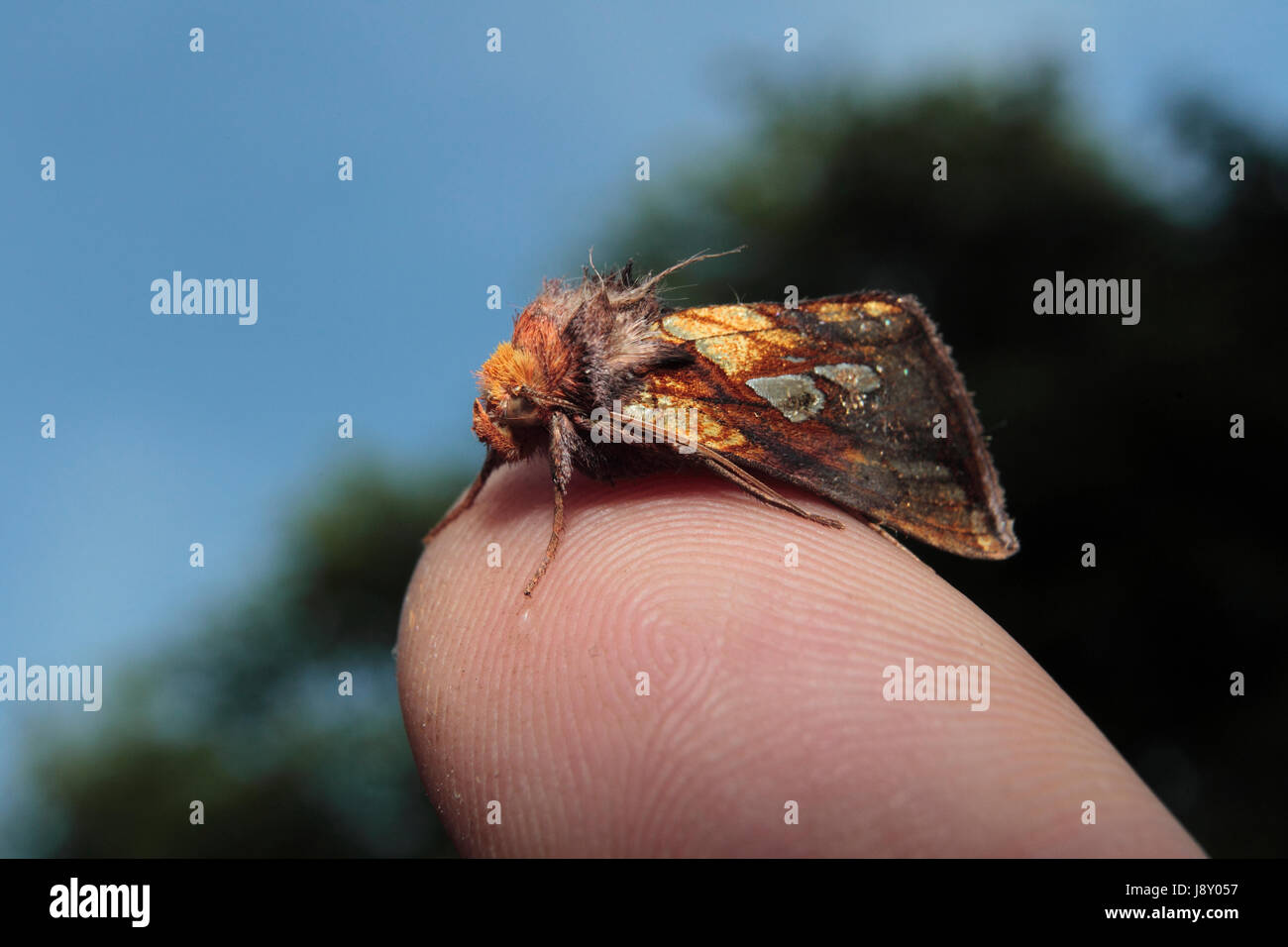 Oro Spot Moth Foto Stock