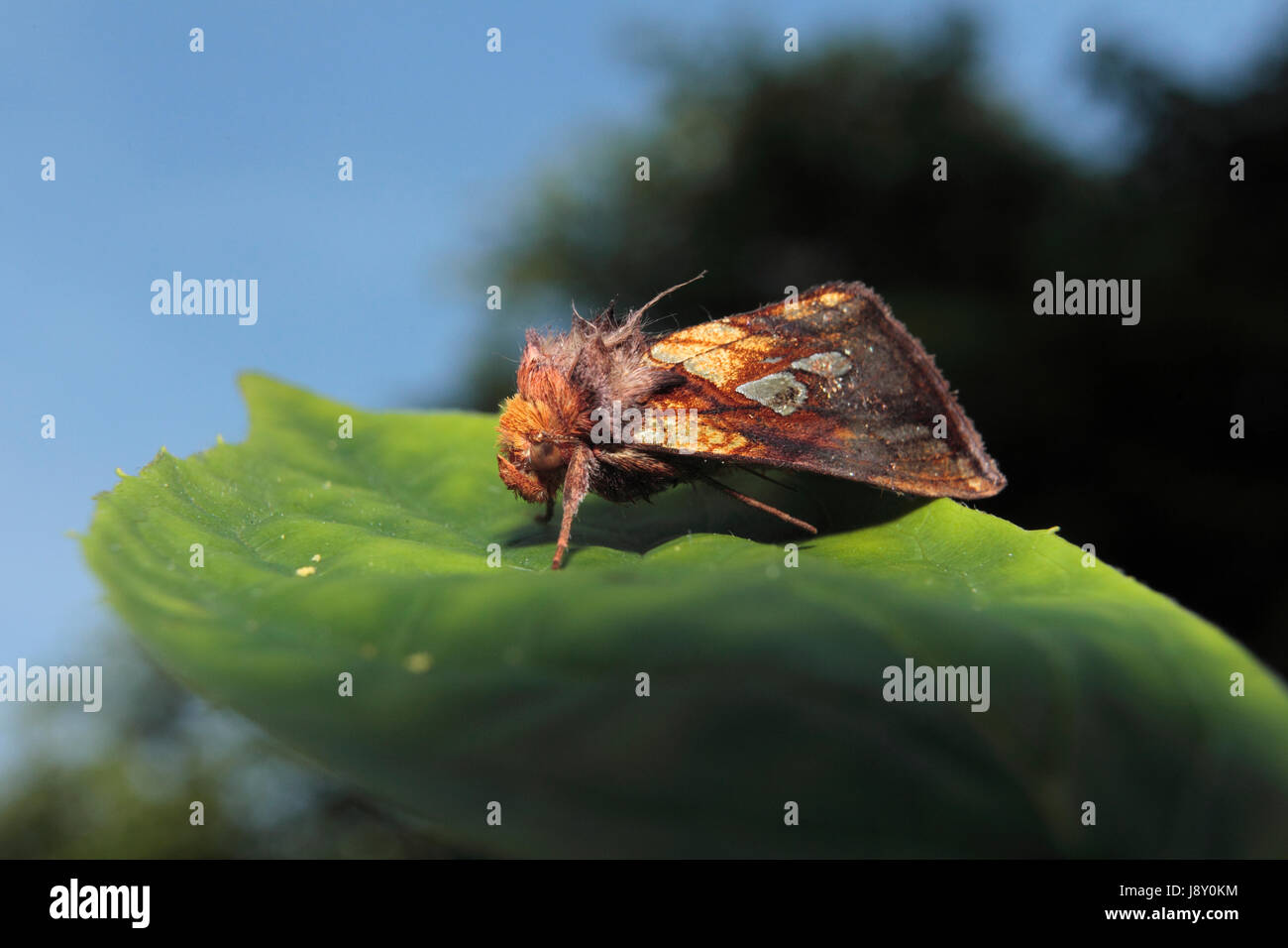 Oro Spot Moth Foto Stock