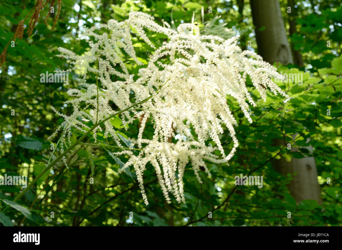Aruncus dioicus, o sposa le piume, fioritura in una comunità montane forest. La pianta è anche chiamata capra con la barba. Foto Stock