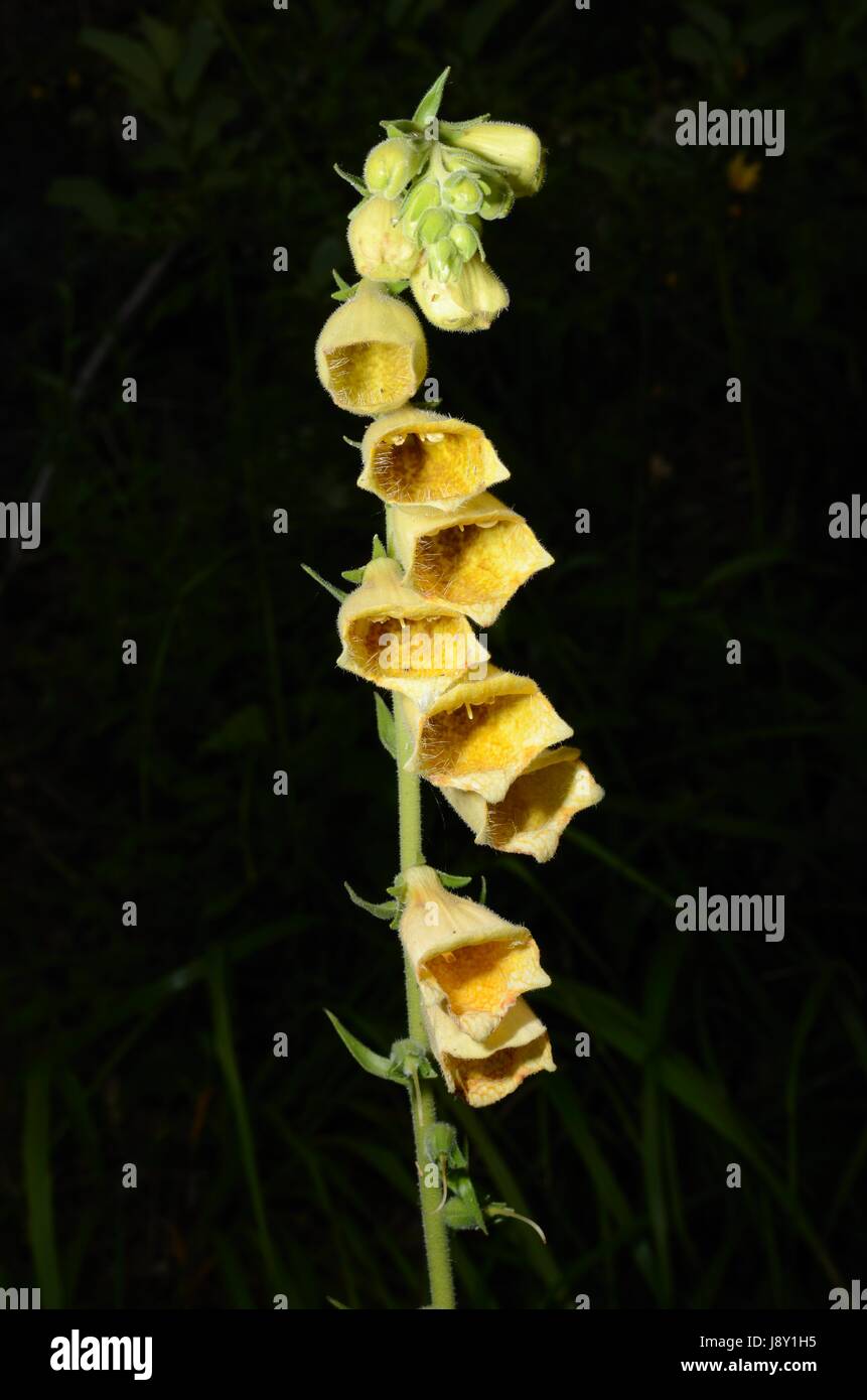 Foxglove giallo fiori. La pianta appartiene al genere digitalici, che è una risorsa importante per l'industria farmaceutica. Foto Stock