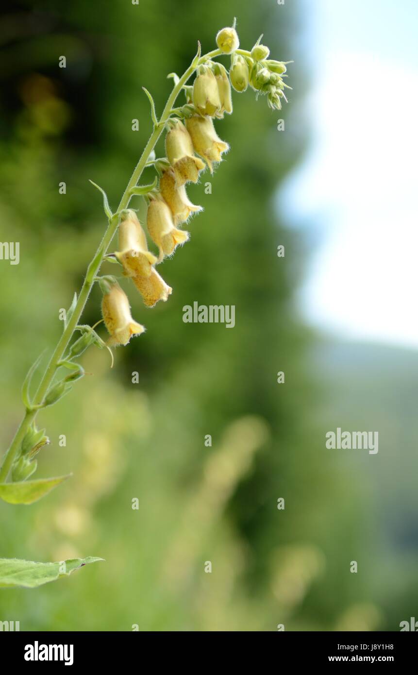 Foxglove giallo fiori. La pianta appartiene al genere digitalici, che è una risorsa importante per l'industria farmaceutica. Foto Stock