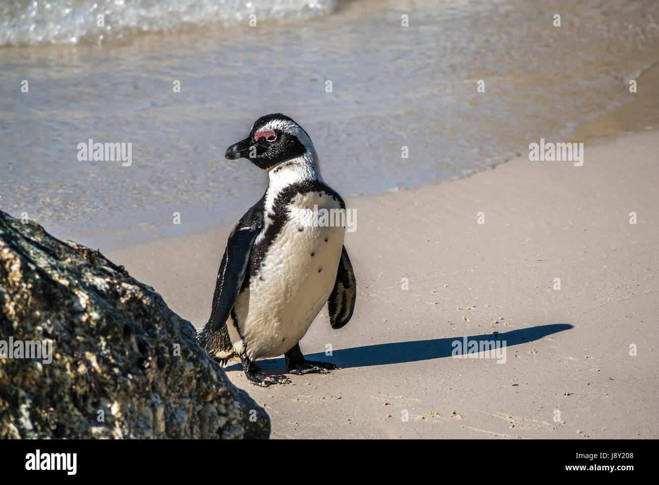 Close up africano o Jackass Penguin, Spheniscus demersus, colonia di pinguini, Simon's Town, Cape Town, Western Cape Sud Africa Foto Stock
