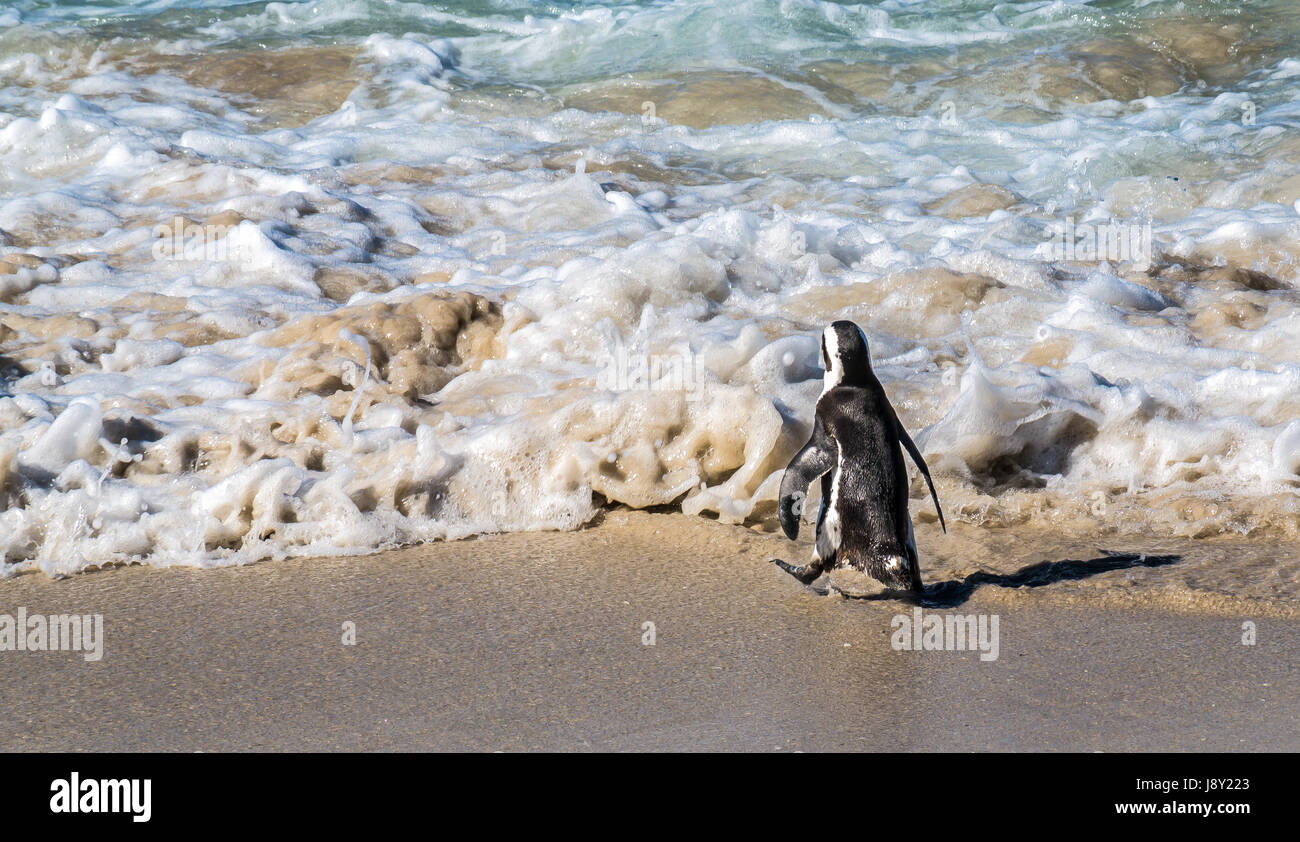 Jackass penguin, Spheniscus demersus, passeggiate in onde, colonia di pinguini, Simon's Town, Cape Town, Western Cape, Sud Africa Foto Stock