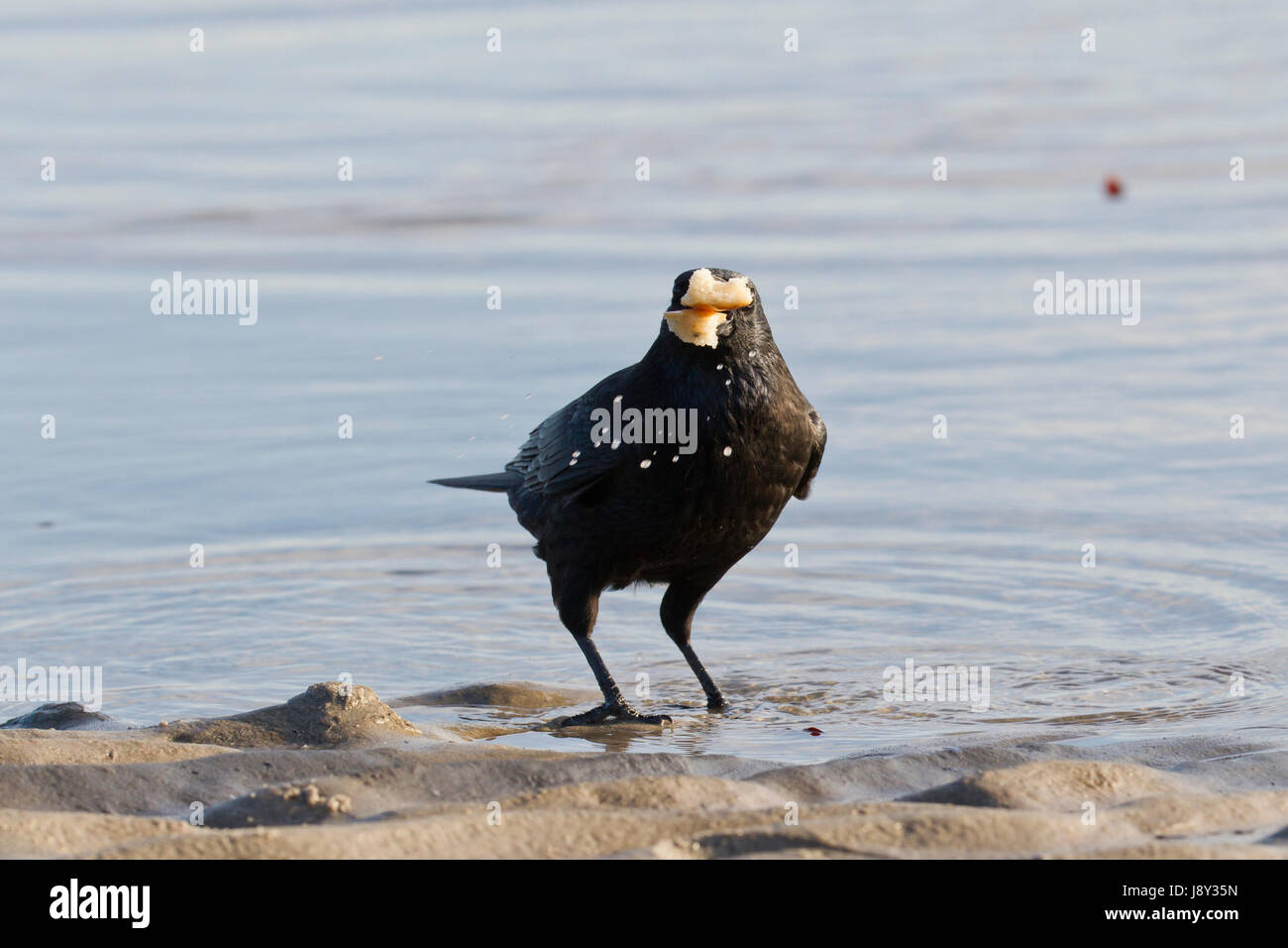 Bird, nero, swarthy, jetblack, nero profondo, uccelli, orizzontale, raven, cibo, Foto Stock