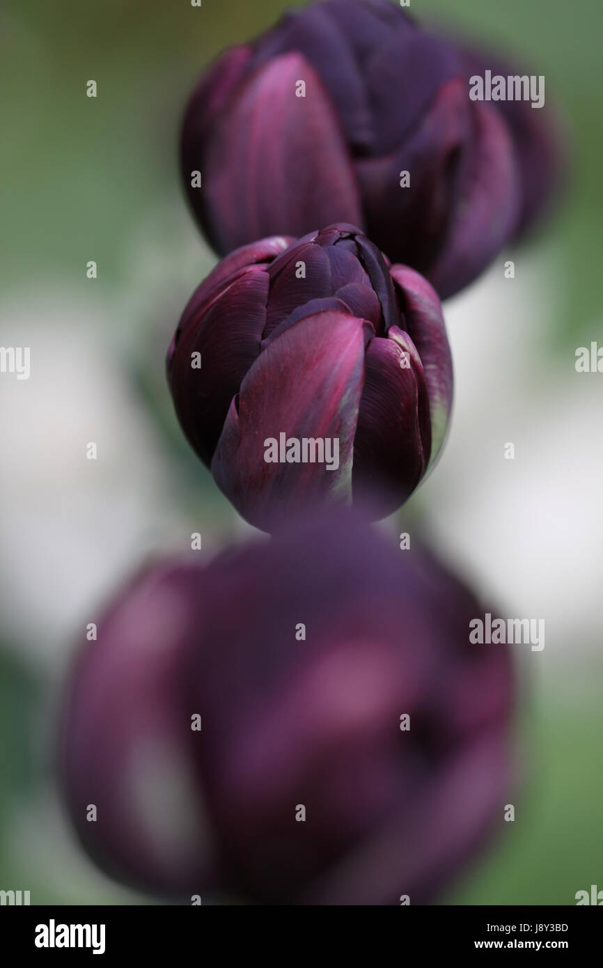 Tulipa double fine tulip eroe nero Foto Stock