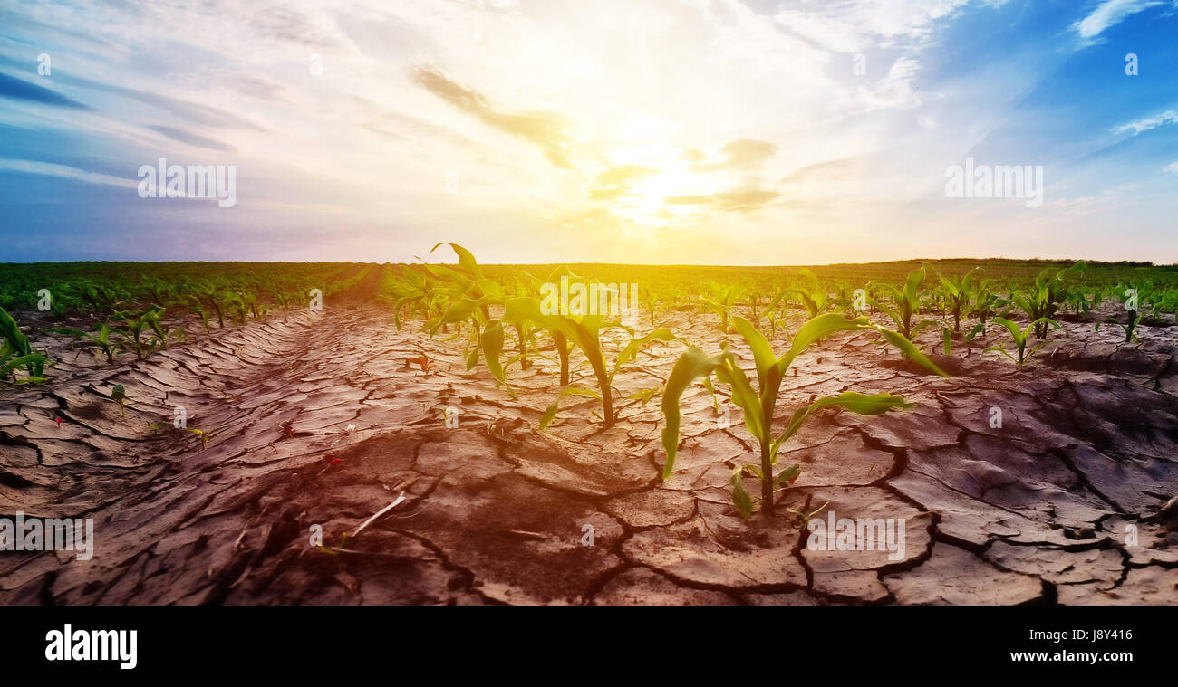 Siccità in coltivati a grano raccolto di mais campo Foto Stock