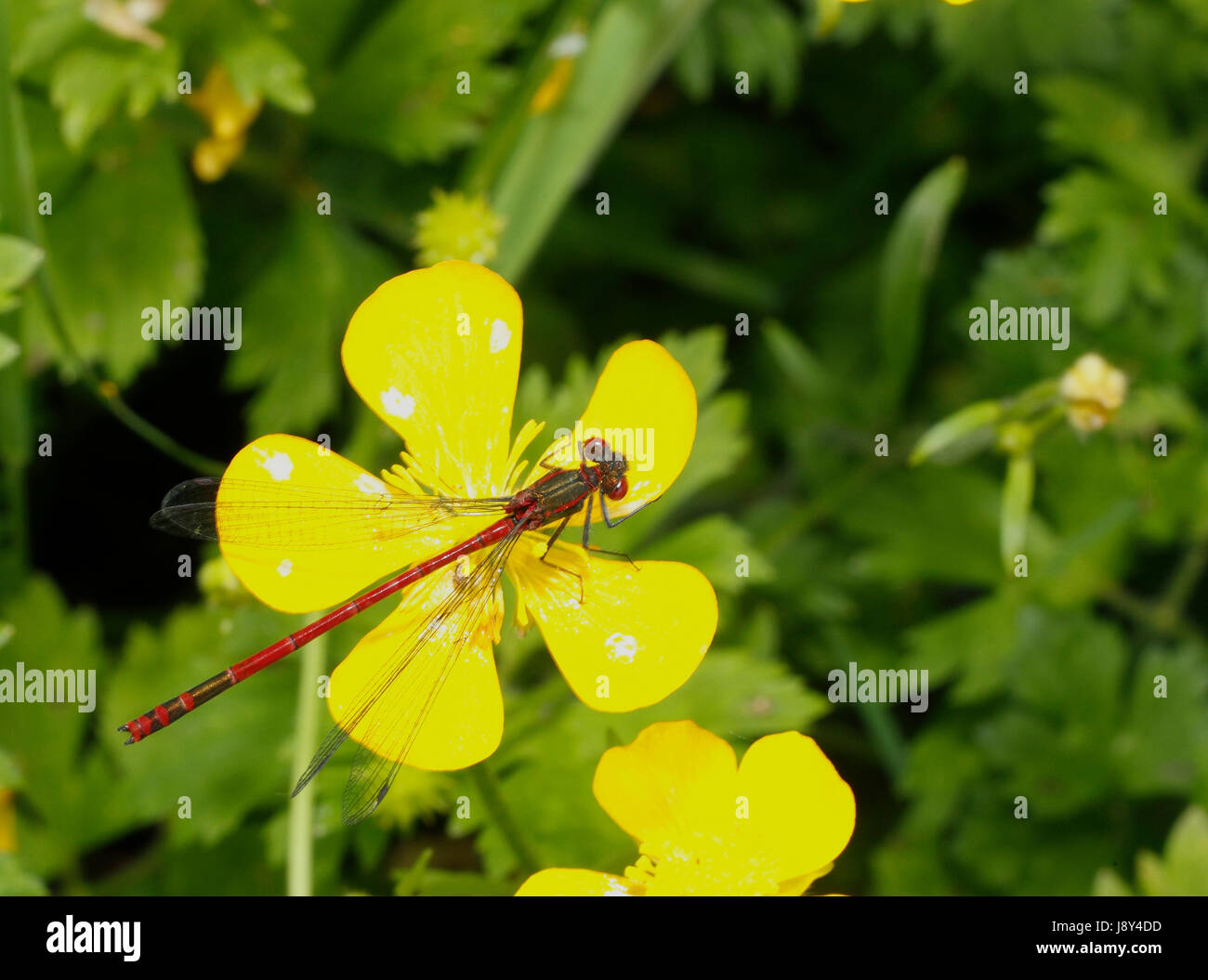 Grandi Damselfly rosso Foto Stock