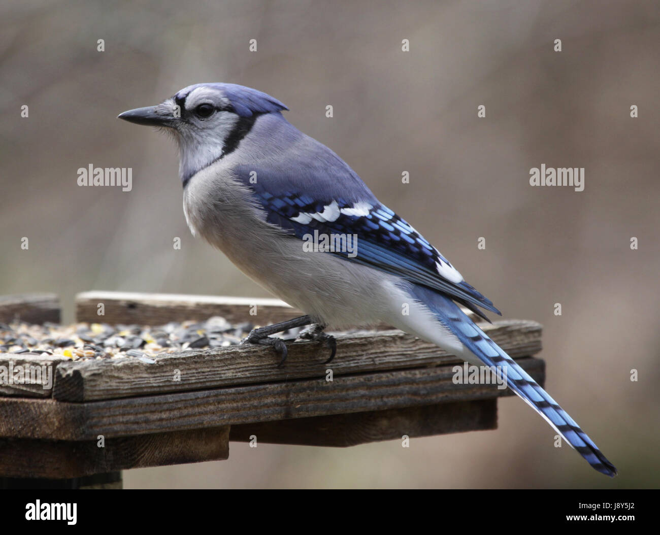 Blu, singolo, bird, orizzontale, filiali in Canada, becco, uno, ontario, Jay, Foto Stock