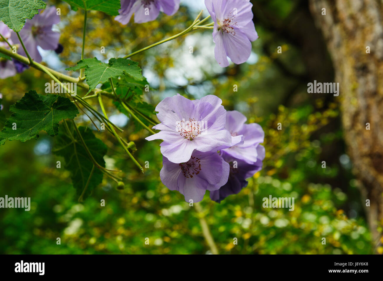 Close up blu fiore lilla malvaceae Abutilon vitifolium viola Foto Stock