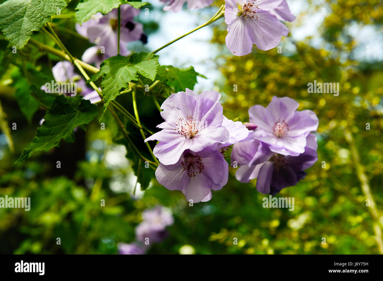 Close up blu fiore lilla malvaceae Abutilon vitifolium viola Foto Stock
