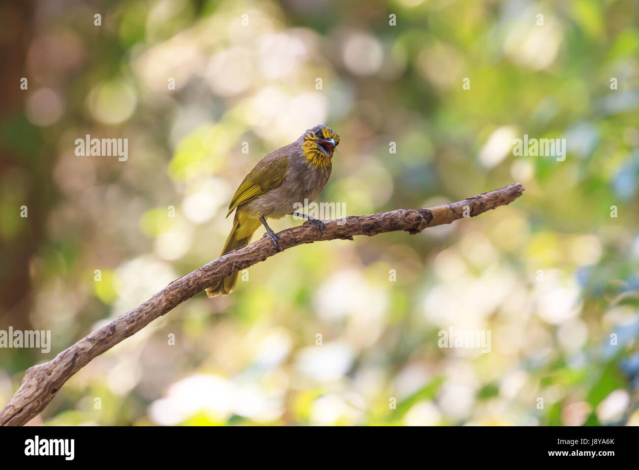 Stripe-throated Bulbul Bird, in piedi su un ramo in natura della Thailandia Foto Stock