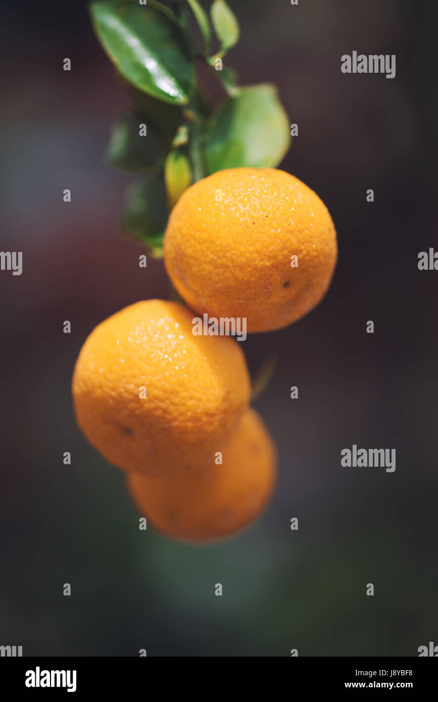 Ramo di albero di mandarino frutti foglie verdi Foto Stock