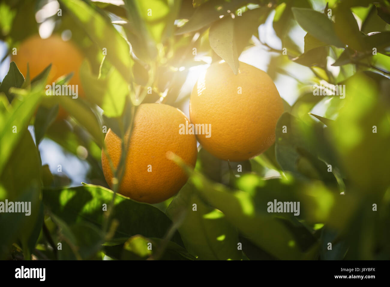 Il ramo arancio frutti foglie verdi Foto Stock