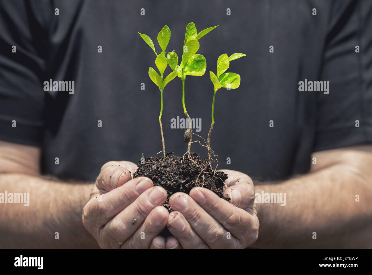 Pianta che cresce su terreni con mano azienda Foto Stock