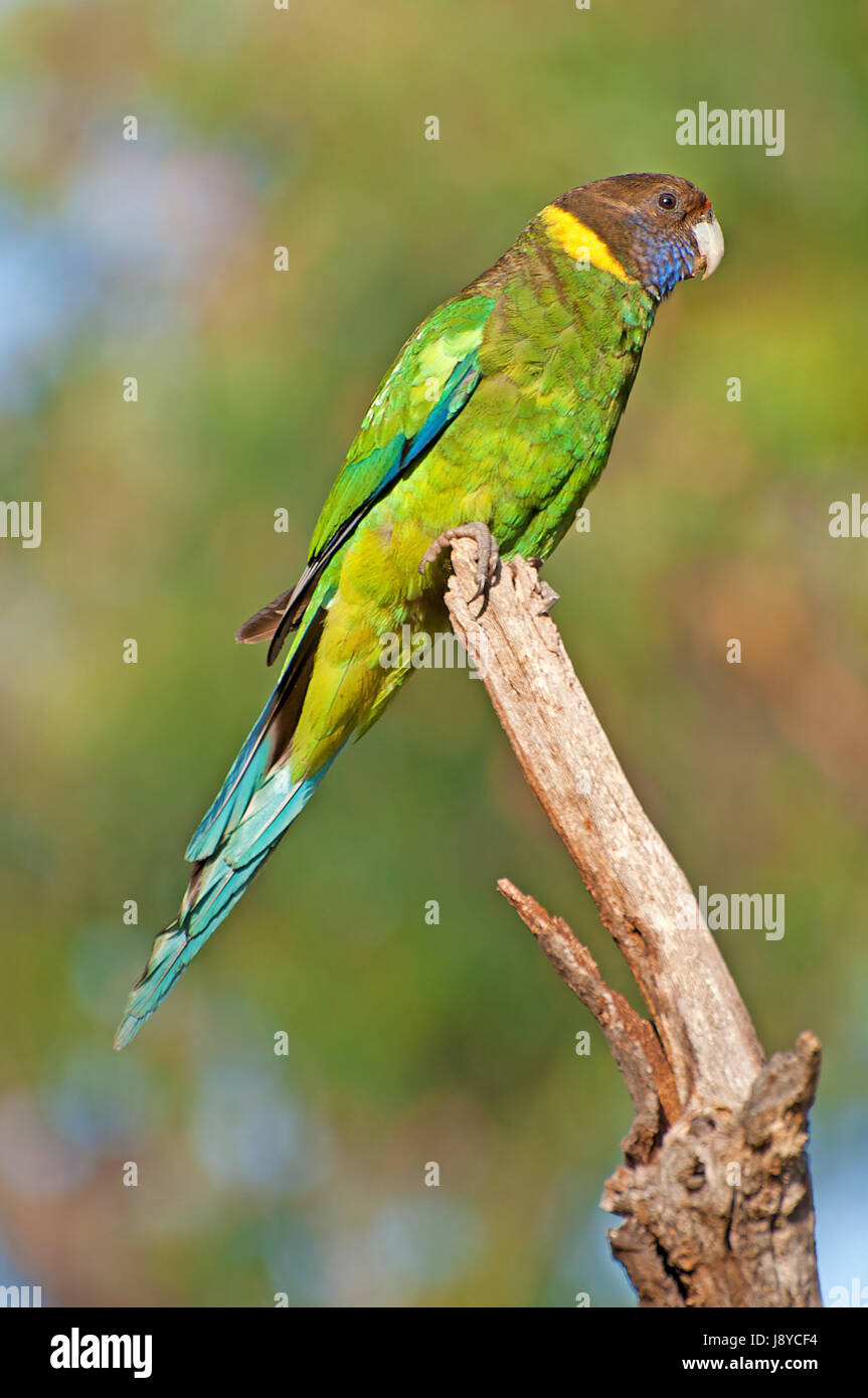 Bird, colorato, colorato, splendida, molteplici, riccamente colorata, uccelli, Foto Stock