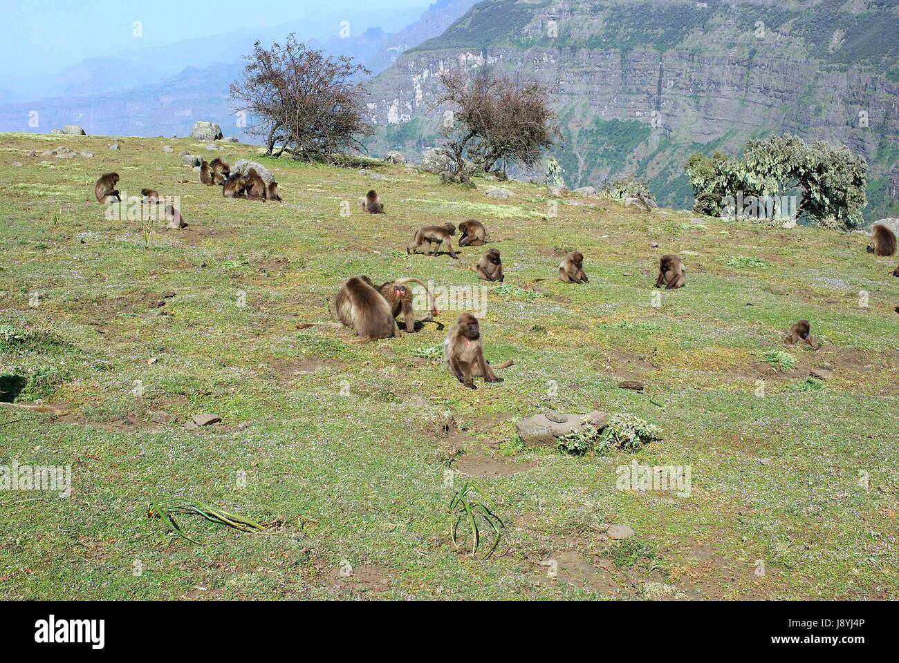 Animale, africa, scimmia, fauna selvatica, babbuino, park, animale, fauna, Wild, Africa Foto Stock