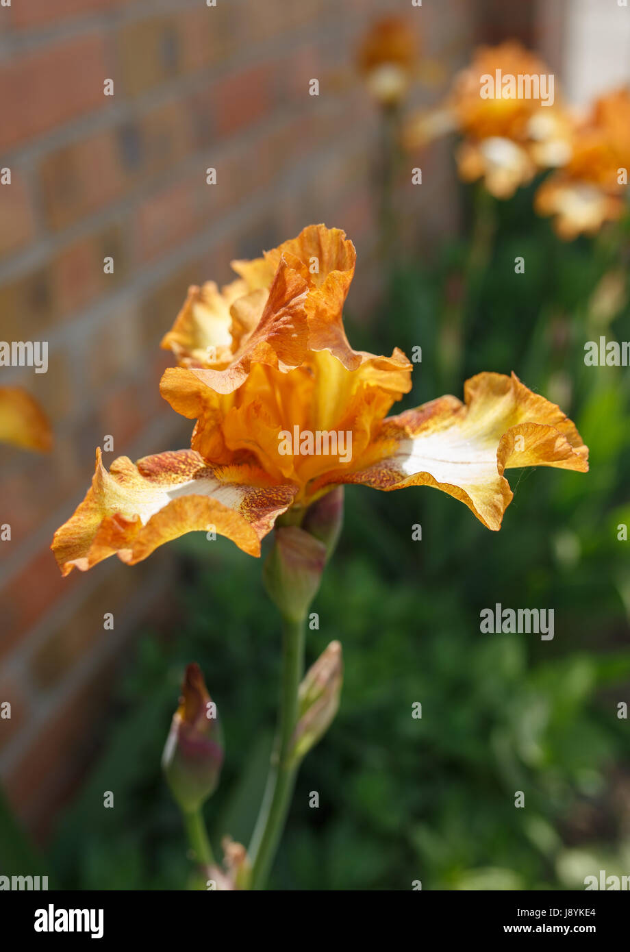 Arancione fiore iris close up foto, piccole dof Foto Stock