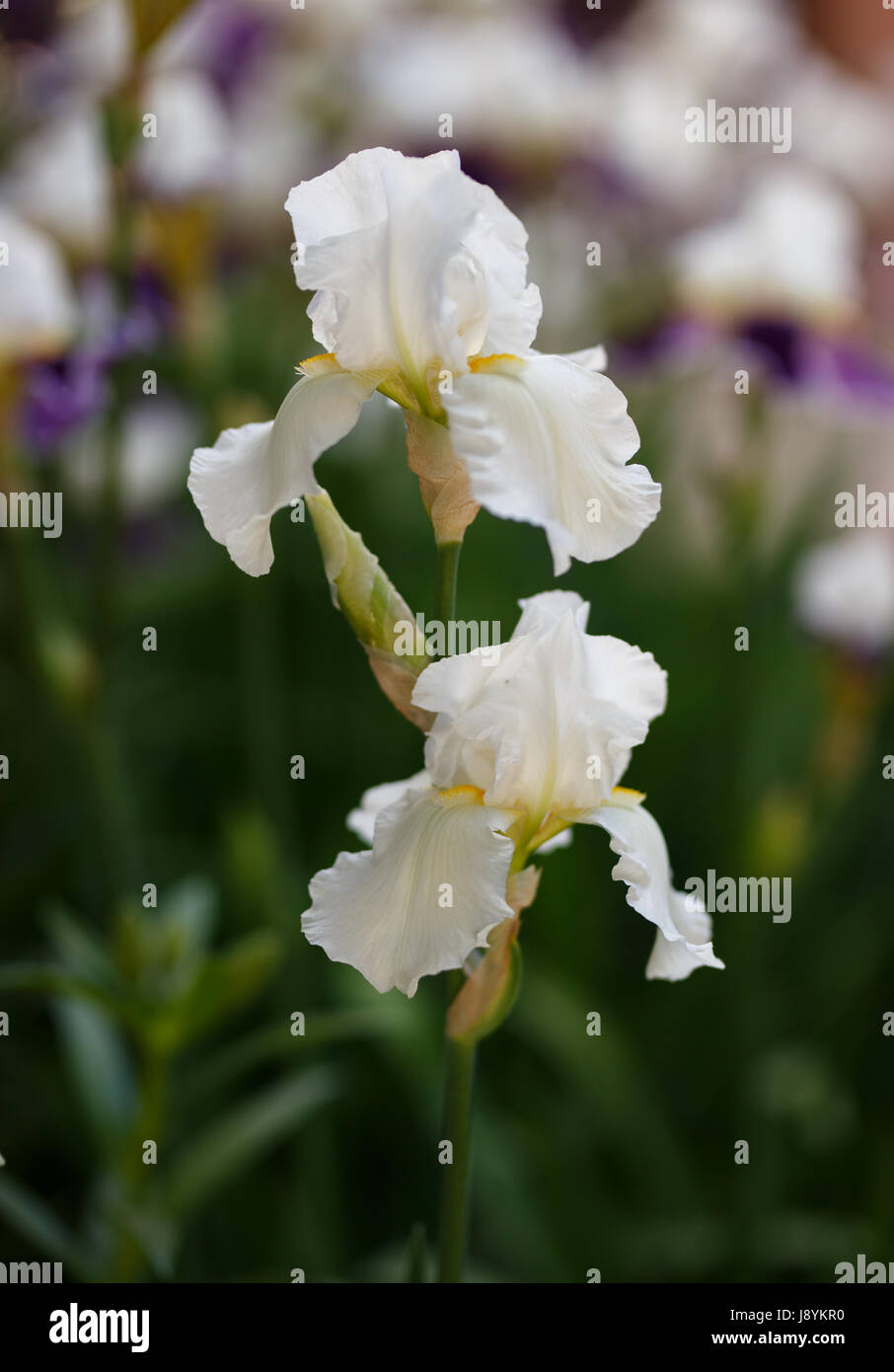 Bianco fiore iris close up foto, piccole dof Foto Stock