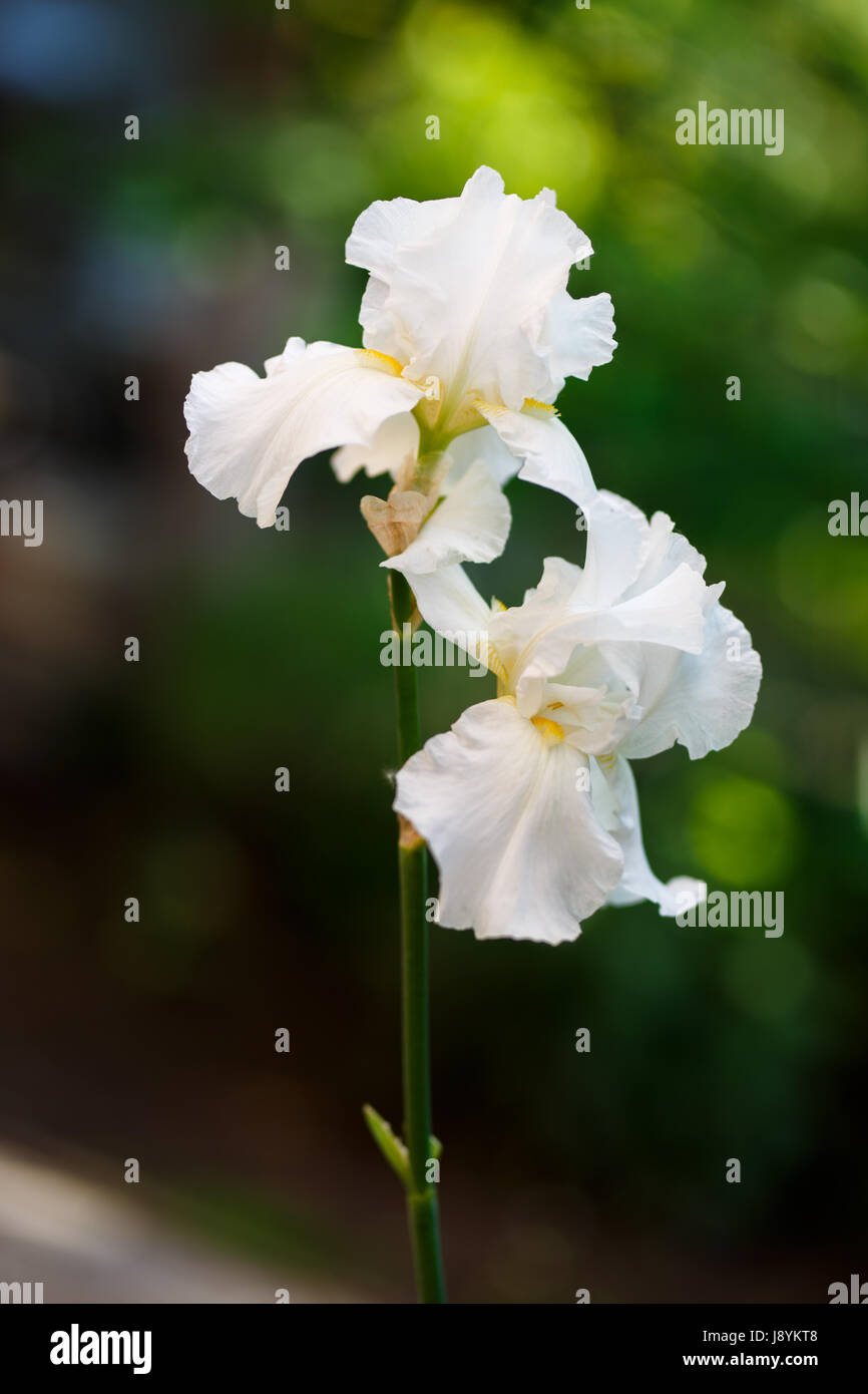 Bianco fiore iris close up foto, piccole dof Foto Stock