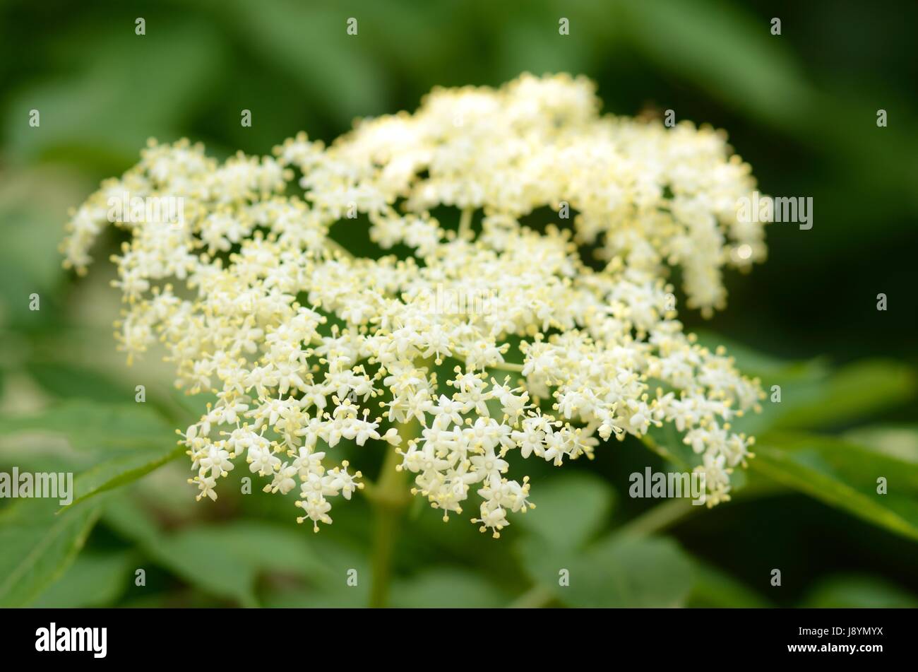 Fiori di sambuco Foto Stock