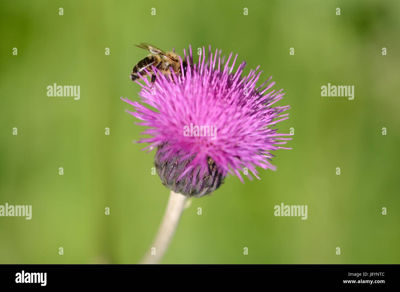 Un'ape rovistando su un fiore Foto Stock