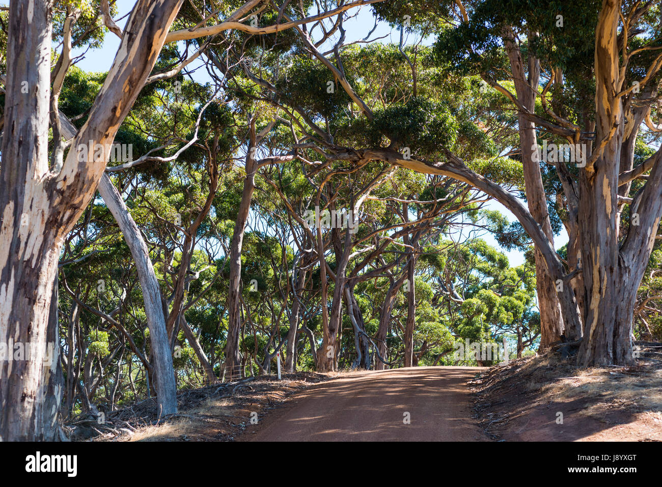 Strada sterrata attraverso la paesaggistica alberi nel Parco Nazionale di Flinders Chase, Kangaroo Island South Australia. Foto Stock