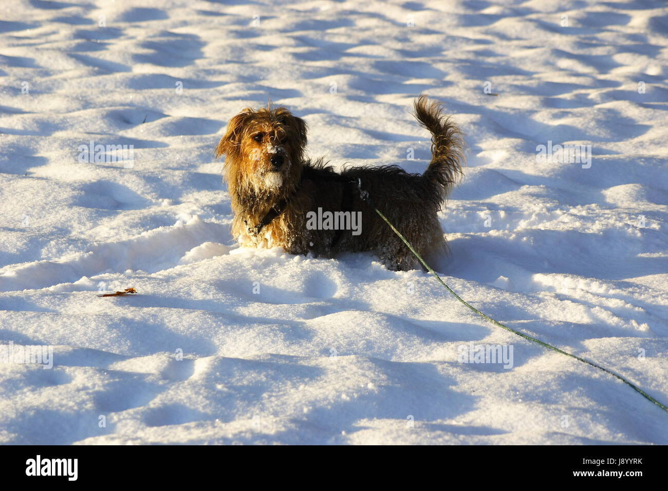 Inverno, pet, senso, cane, ghiaccio, a piedi, terrier, neve, tracce di footprint, Foto Stock