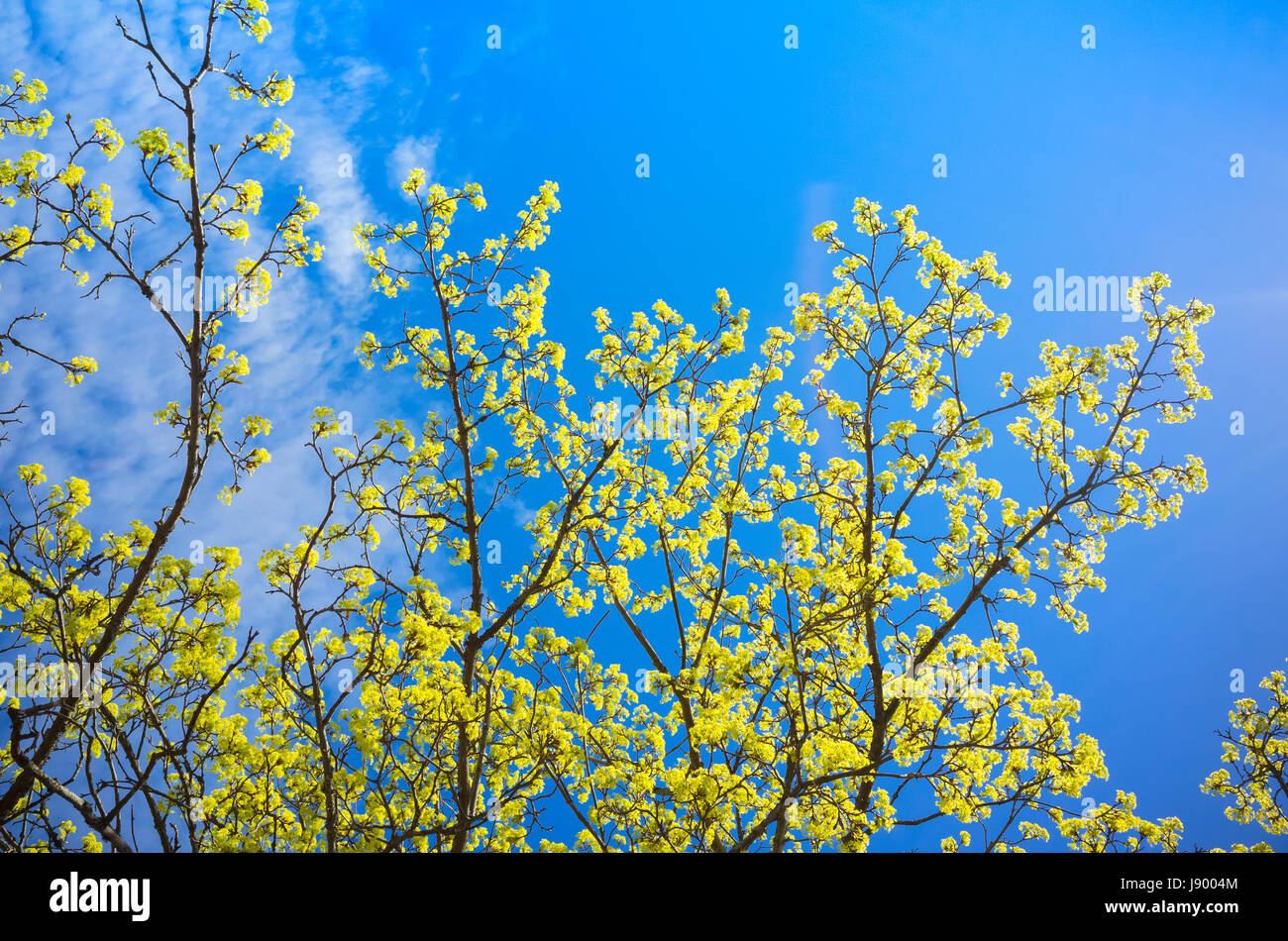 Fioritura linden rami con fiori di colore giallo su blu brillante sullo sfondo del cielo Foto Stock