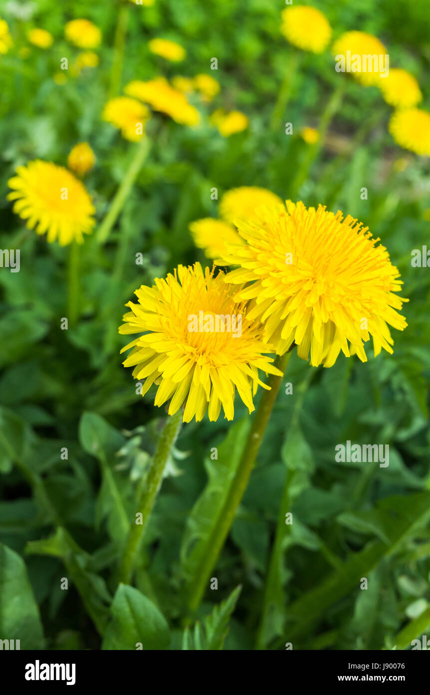 Freschi di colore giallo brillante tarassaco fiori crescono sul prato di primavera. Foto verticale con il fuoco selettivo Foto Stock