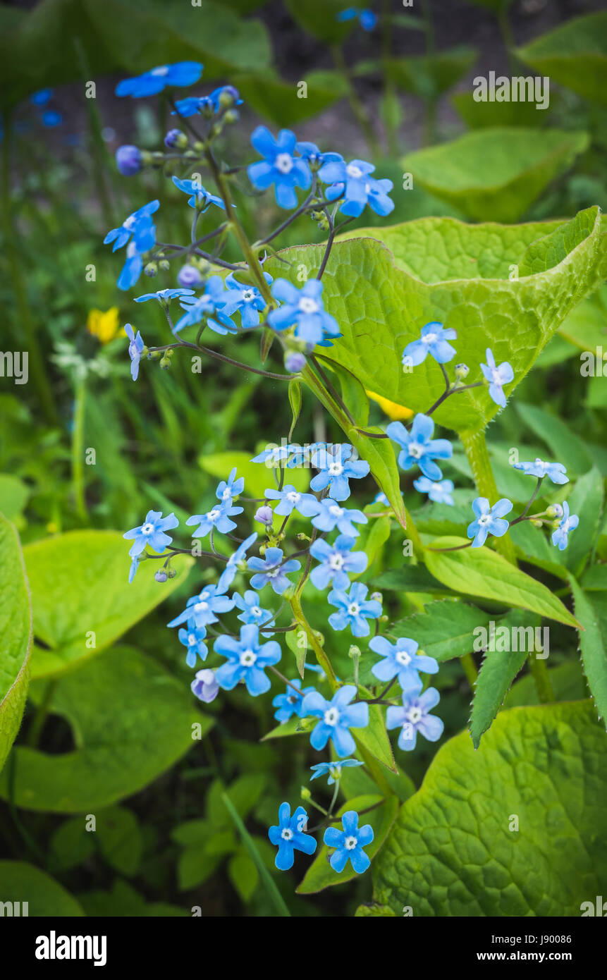 Non ti scordar di me. Blu fiori selvatici in primavera foresta. Foto verticale con il fuoco selettivo Foto Stock