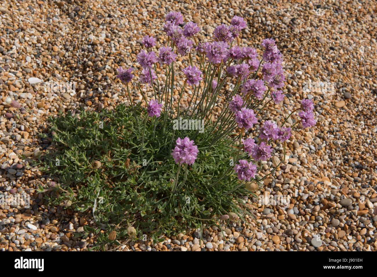 La parsimonia o mare parsimonia, Armeria maritima, fioritura sulla ghiaia a Chesil Beach in Dorset, può Foto Stock