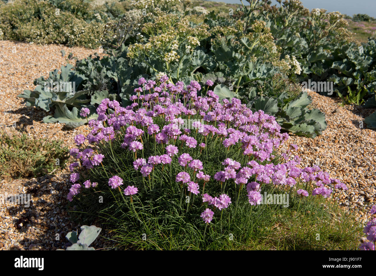 La parsimonia o mare parsimonia, Armeria maritima, fioritura sulla ghiaia con mare kale, Crambe maritima, a Chesil Beach in Dorset, può Foto Stock