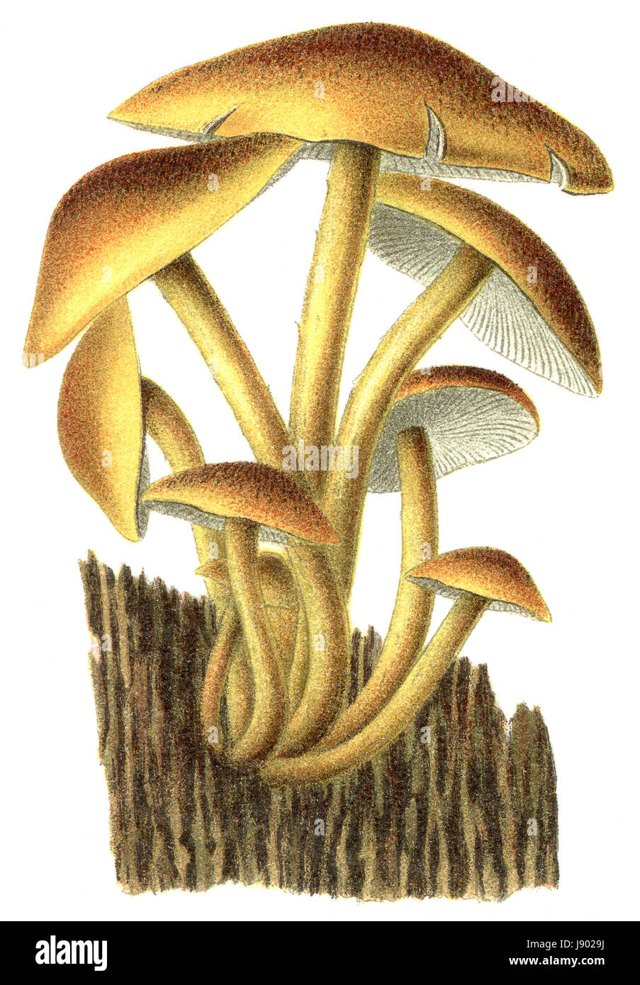 Bella, beauteously, Nizza, veleno, tossiche e velenose, bella, beauteously, Foto Stock