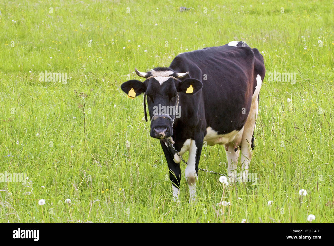Animale mammifero, agricoltura, allevamento, mucca, terreni agricoli, rurale e contadino, natura, Foto Stock