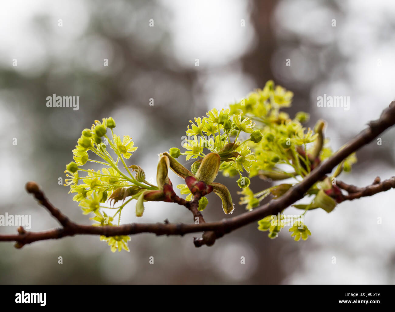 Fioritura (acero Acer platanoides ) in primavera Foto Stock