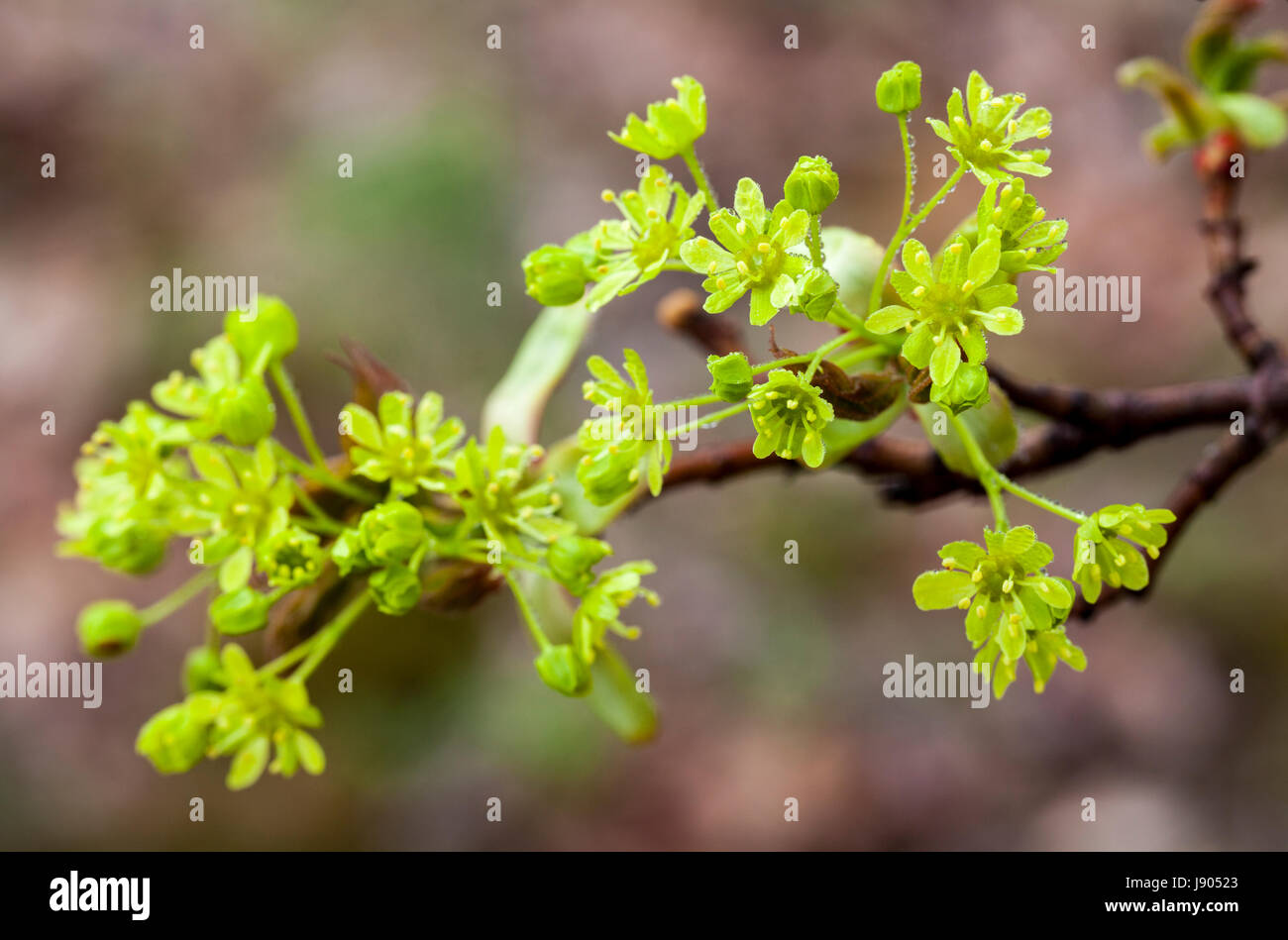 Fioritura (acero Acer platanoides ) in primavera Foto Stock