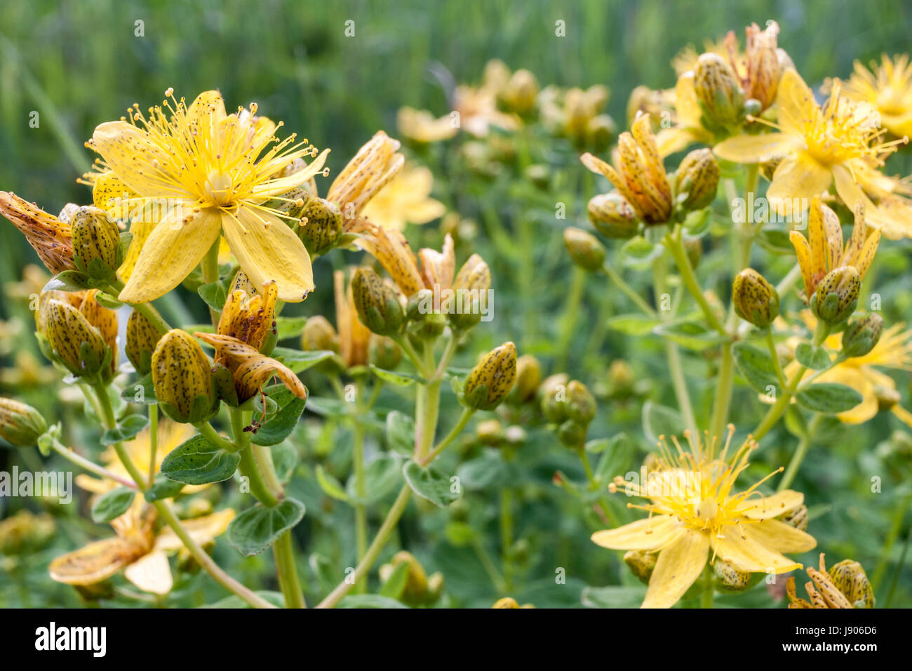 Close-up iperico. Giallo screziato fiori e boccioli su sfondo verde. Foto Stock