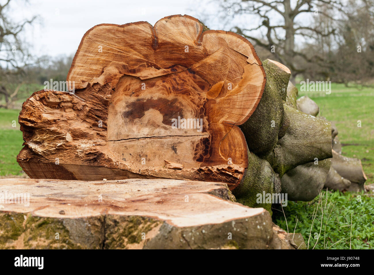 Segati albero e albero moncone in un campo Foto Stock