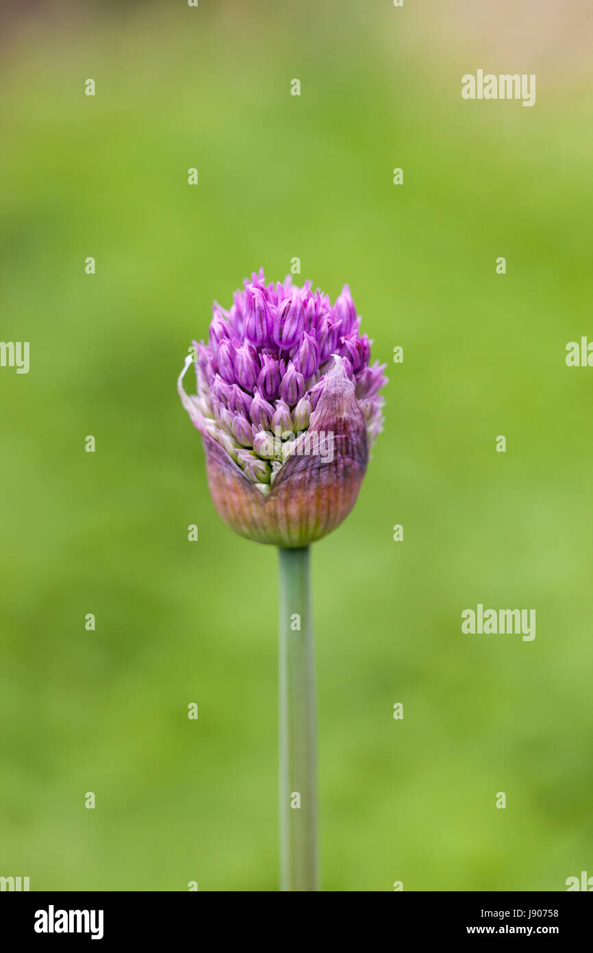 Primo piano di Allium hollandicum "Purple Sensation" in germoglio su uno sfondo sfocato, Inghilterra, Regno Unito Foto Stock