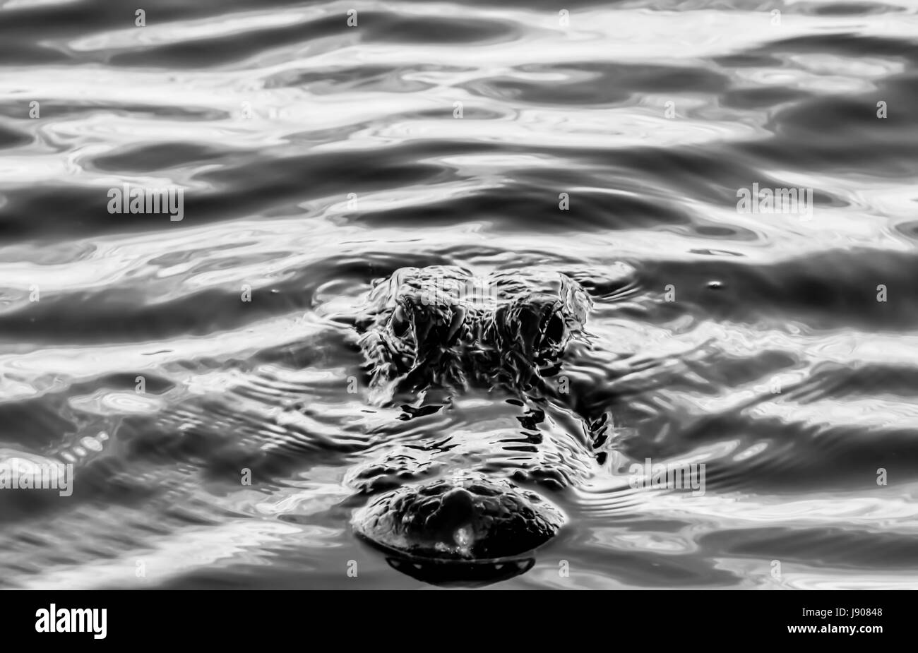 Il coccodrillo americano nel parco nazionale delle Everglades Foto Stock
