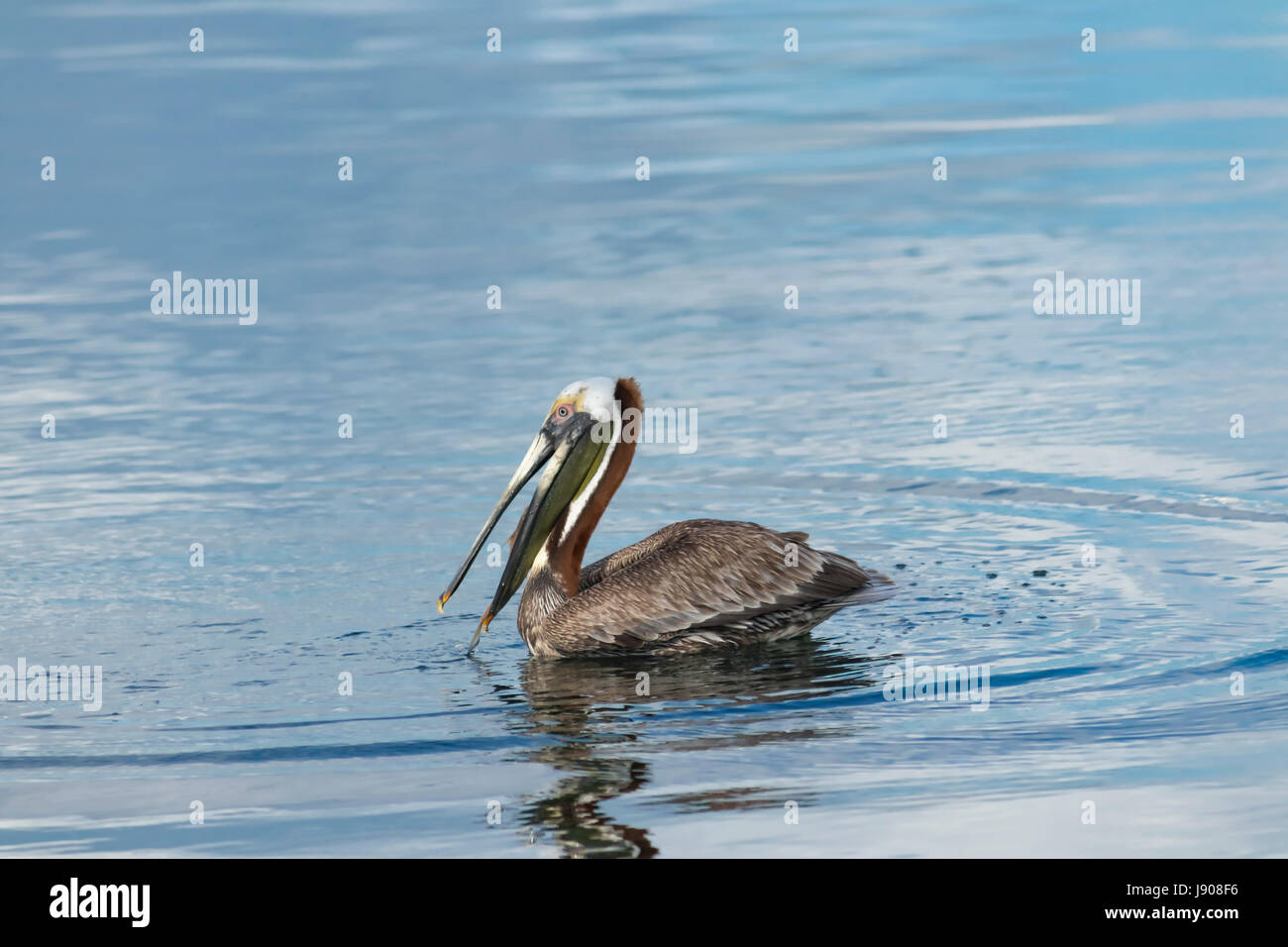 Brown Pelican bird in acqua Foto Stock