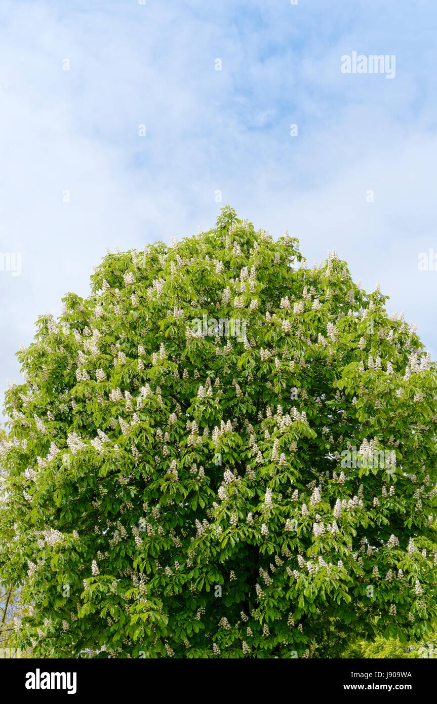 Albero di ippocastano o Aesculus hippocastanum o candela albero che fiorisce in primavera, Vancouver, British Columbia, Canada Foto Stock